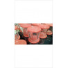 POT DE CONFITURE 