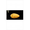 SAUCIERE SALINS JAUNE