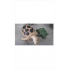 DECO TORTUE 