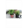 PLANTE ARTIFICIELLE PM 