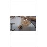 AMPOULE GM