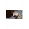 LAMPE PM