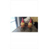 DECO COQ
