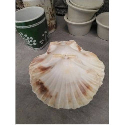 COQUILLE LE LOT