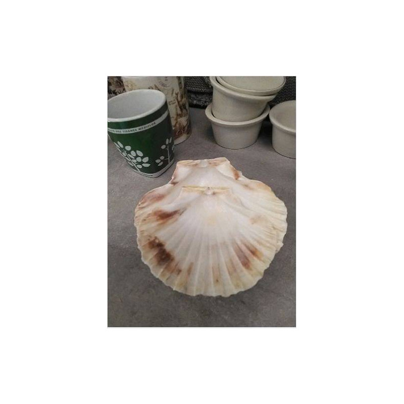 COQUILLE LE LOT