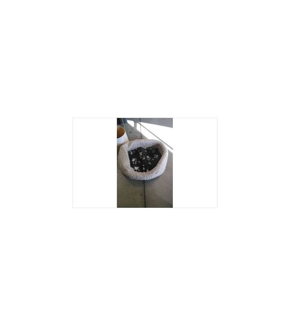 PANIER CHIEN CHAT 