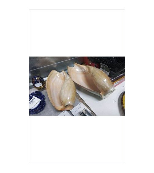 COQUILLAGE GM