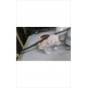 POT PM CHIEN