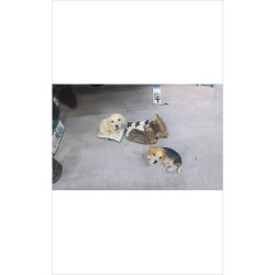 DECO CHIEN