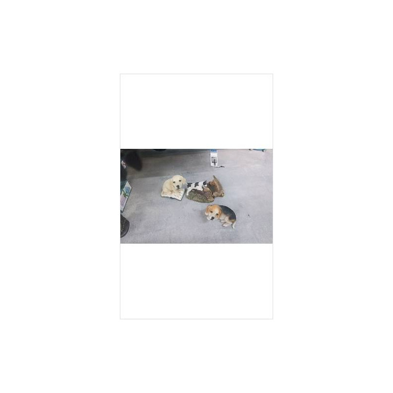 DECO CHIEN
