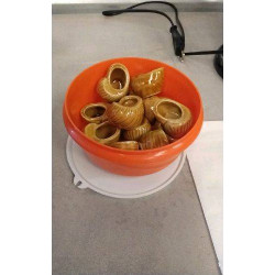 COQUILLES A ESCARGOTS LE LOT 