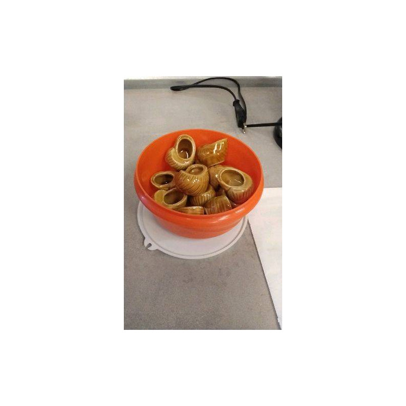 COQUILLES A ESCARGOTS LE LOT 