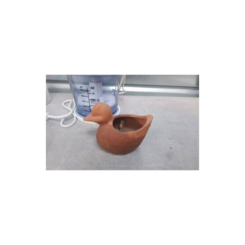 POT CANARD EN TERRE PM 