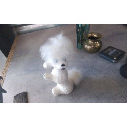 DECO CANICHE 