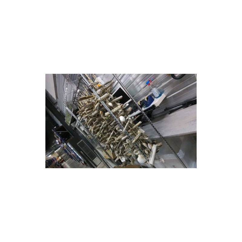 DECO A SUSPENDRE  BOIS FLOTTE / COQUILLAGES 