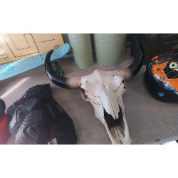 DECO TETE BUFFLE - EN L’ETAT 