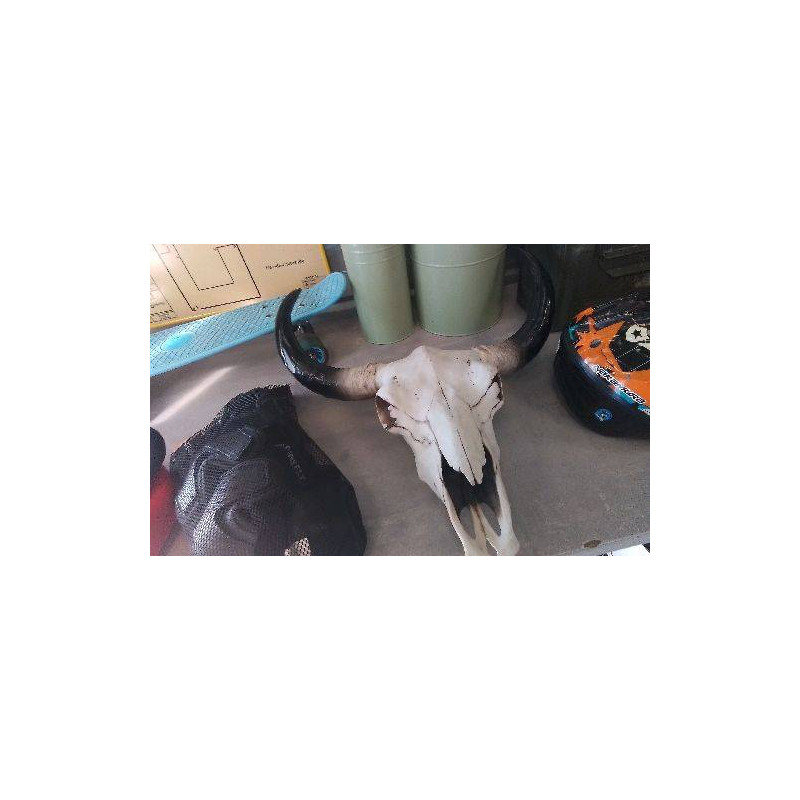 DECO TETE BUFFLE - EN L’ETAT 